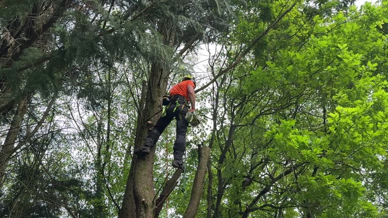 Best Fruit Tree Pruning  in Irwindale, CA