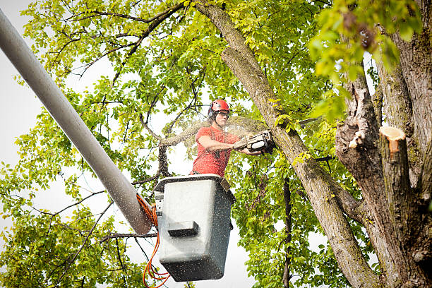 Best Tree Preservation Services  in Irwindale, CA